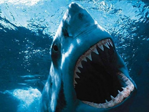 6 bộ phim về cá mập siêu gay cấn mà bạn không nên bỏ lỡ