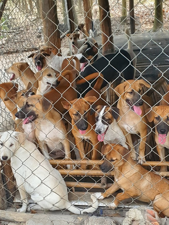 cost, dog and cat, dog pack, food, nurturing, passion, the woman raised more than 300 cats and dogs, costing 2500$/month