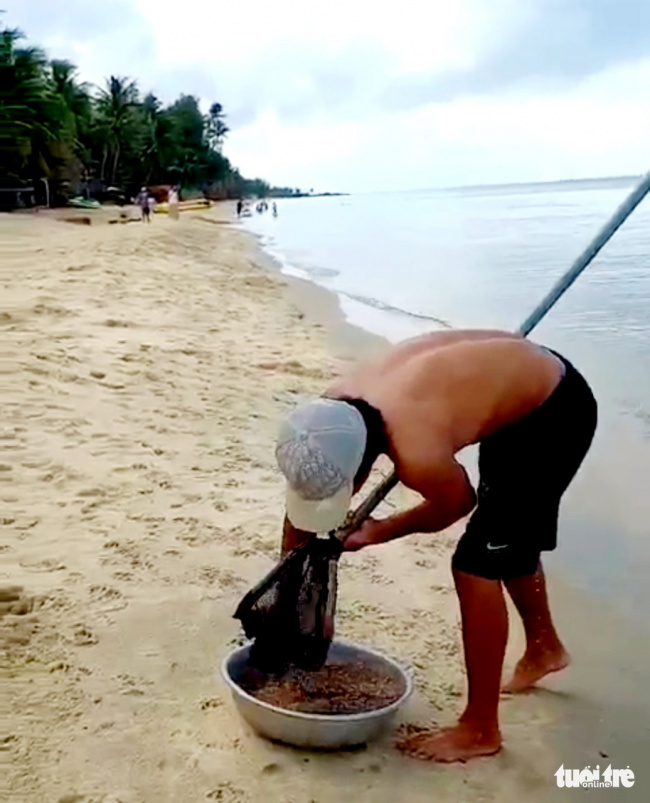 catching shrimp in phu quoc, kien giang, phu quoc, shrimp season, traveler, water shrimp going to the red shore of phu quoc beach, hotel owners and guests pull together to shovel and pull water shrimp