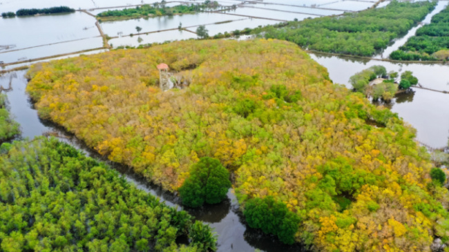 ecotourism, fall, mangroves, ru cha mangrove forest, golden season in ru cha mangrove forest