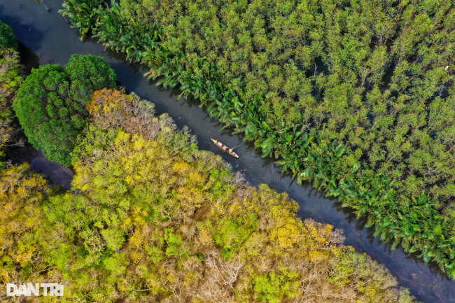 ecotourism, fall, mangroves, ru cha mangrove forest, golden season in ru cha mangrove forest