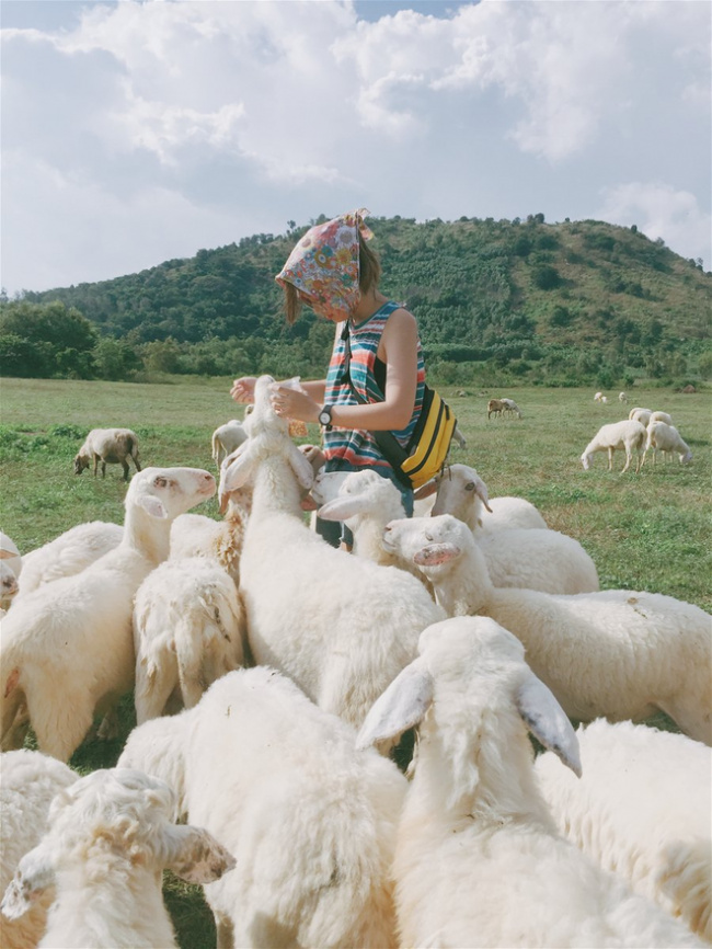 enjoying life, flock of sheep, ninh binh, passion for travel, sheep grazing field, impressive sheep grazing fields in vietnam make the virtual life enthusiasts standstill