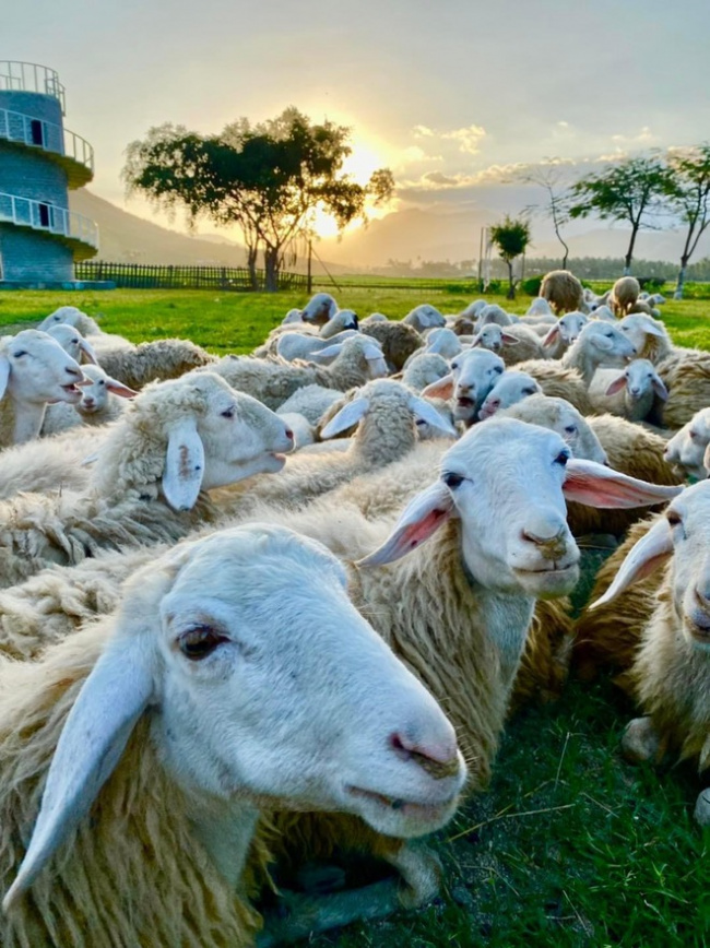enjoying life, flock of sheep, ninh binh, passion for travel, sheep grazing field, impressive sheep grazing fields in vietnam make the virtual life enthusiasts standstill