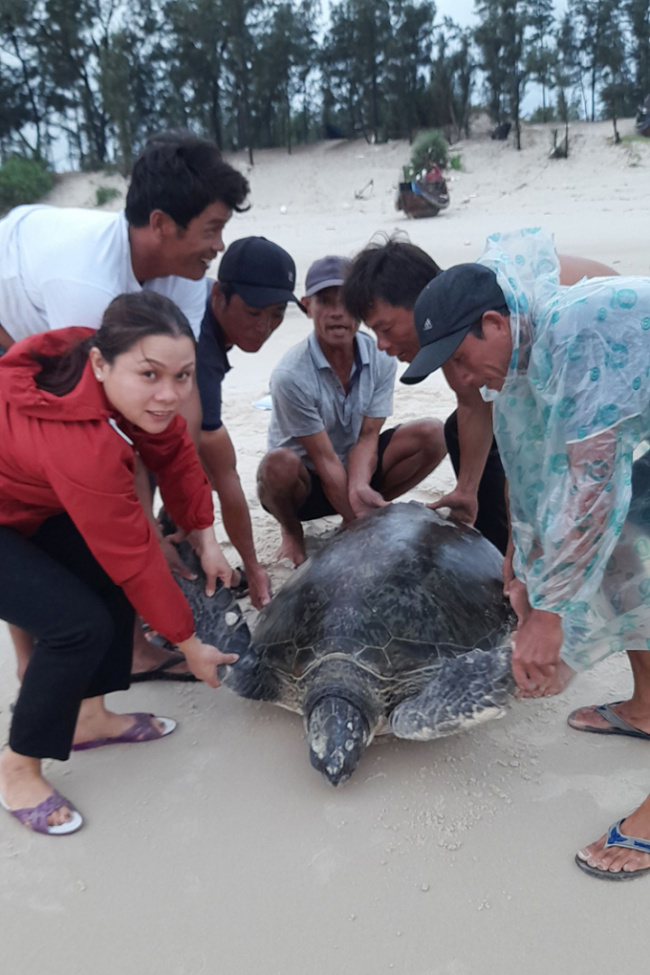 breaking news, marine measurement, marine rescue, news, people&039;s daily, quảng trị, release nearly 100 kg sea turtles into the wild
