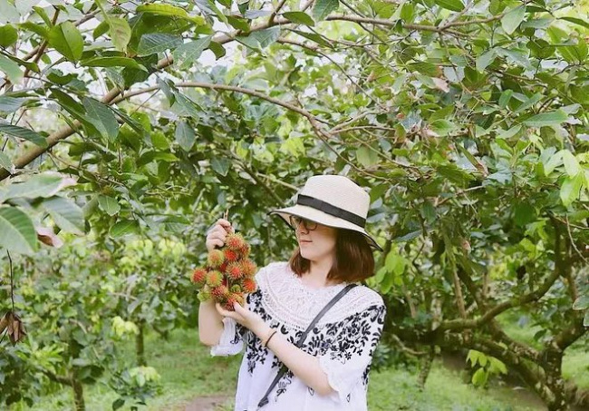 enjoy delicious fruit, famous fruit garden, hand-picked, if you go to the west, remember to visit famous fruit gardens to pick and enjoy delicious fruits on the spot