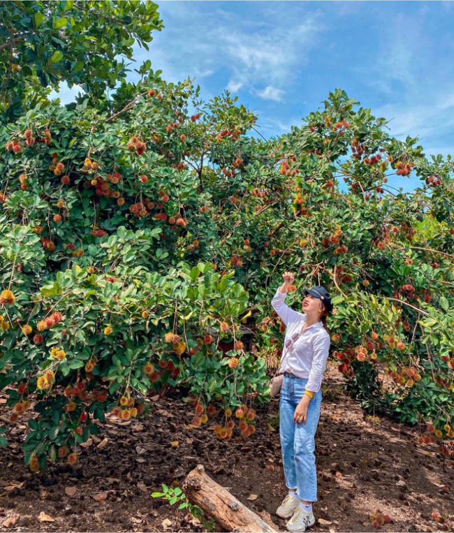 enjoy delicious fruit, famous fruit garden, hand-picked, if you go to the west, remember to visit famous fruit gardens to pick and enjoy delicious fruits on the spot