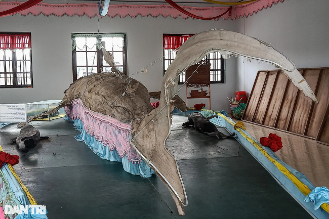 nghinh ong festival, record, tomb of ong nam hai, whale, admire the skin of the largest shark in vietnam in ganh hao – bac lieu