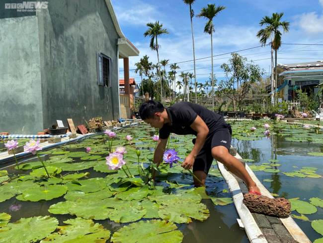 lily, quang nam, return home to make a career, the quang nam geological engineer left the city to go back to his hometown to grow water lilies
