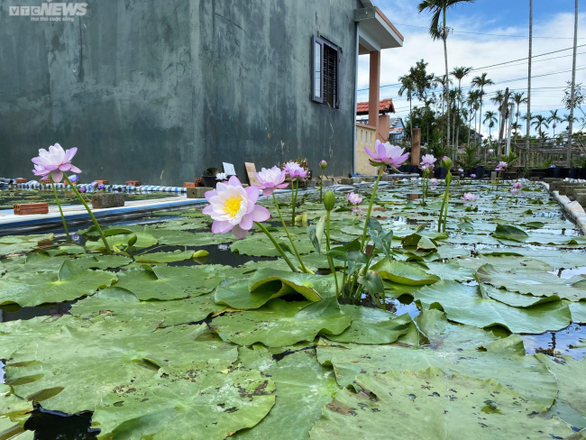 lily, quang nam, return home to make a career, the quang nam geological engineer left the city to go back to his hometown to grow water lilies