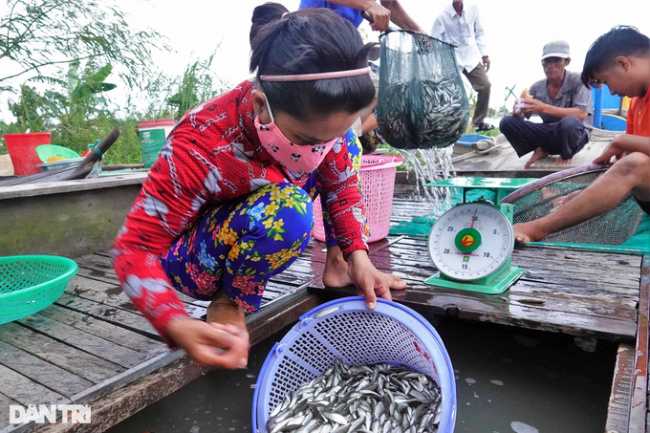 an giang, copper fish, floated market, flooding season, strange market floating in the middle of the field, selling specialties “thousands of people love”