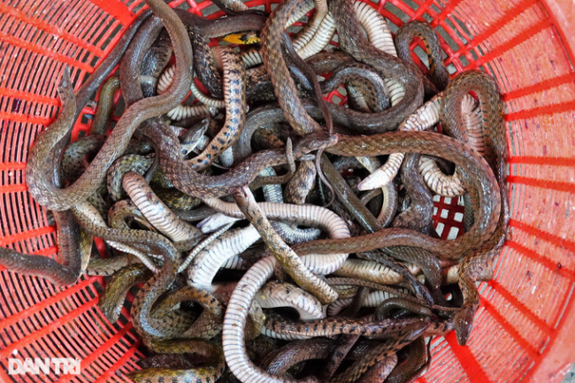 an giang, dry solid, flooding season, processing half a ton of snakes per day in the floating season, drying and selling “expensive like hot cakes”