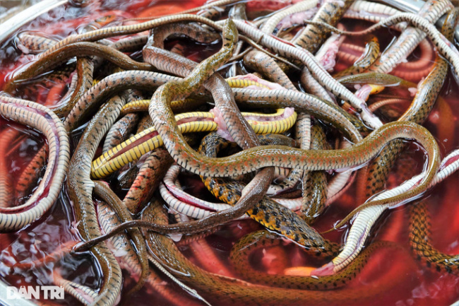 an giang, dry solid, flooding season, processing half a ton of snakes per day in the floating season, drying and selling “expensive like hot cakes”