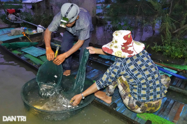 an giang, catch fish, flooding season, make a living, unique skill of a fisherman who earns thousands of dollars of silver in the floating season