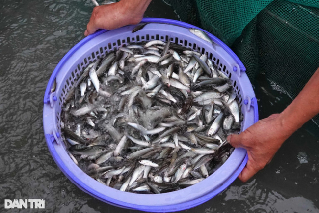 an giang, catch fish, flooding season, make a living, unique skill of a fisherman who earns thousands of dollars of silver in the floating season