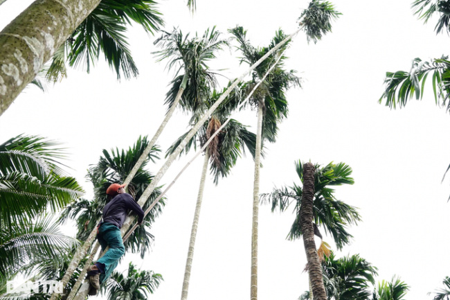break the bridge, income, kien giang, heartbroken, frowning at “spider-man” running on a body tree arecaceae