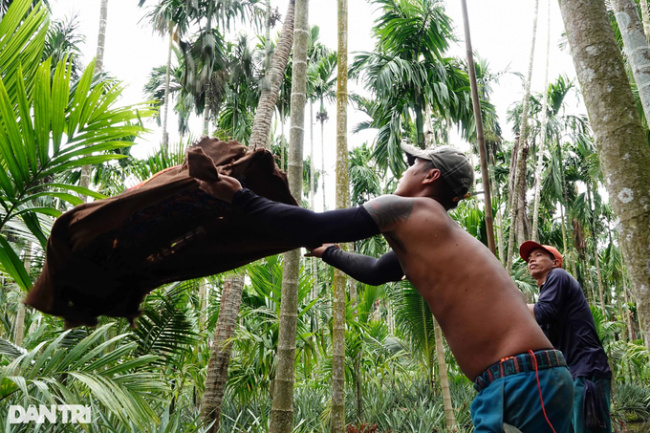 break the bridge, income, kien giang, heartbroken, frowning at “spider-man” running on a body tree arecaceae