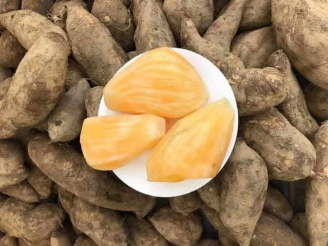 affordable, consumers, harvest season, the specialty of lao cai costs only 20 thousand / kg, looks like sweet potatoes but smells of ginseng