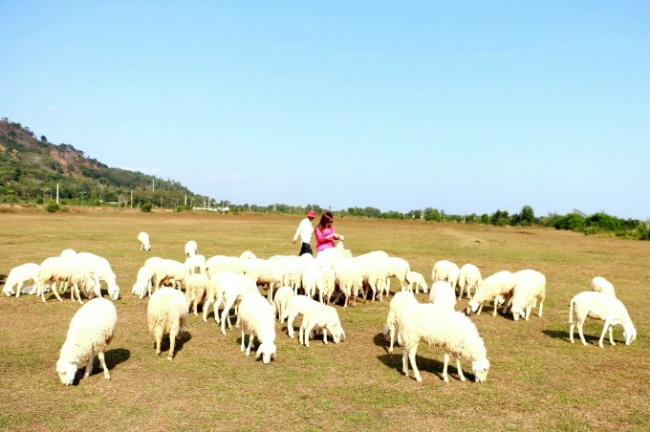 coriander field, green rock lake, suoi nghe sheep hill, three natural destinations in ba ria – vung tau