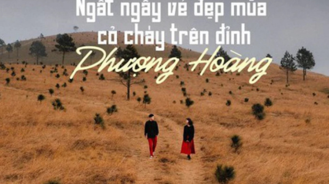 phoenix hill, phuong hoang hill, quang ninh, tourists, virtual living, watching the season of burning grass, see the beautiful and poetic burning grass season on phuong hoang hill, quang ninh