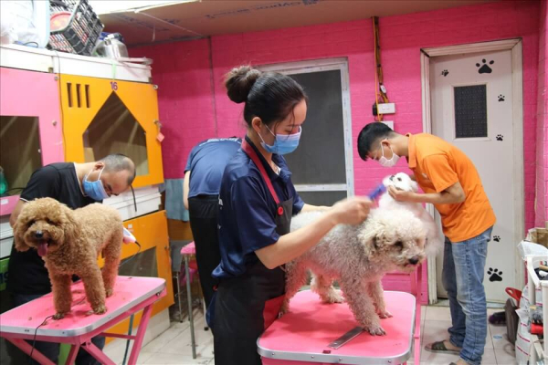 top 10 dịch vụ spa thú cưng quận 7 tphcm hot uy tín nhất