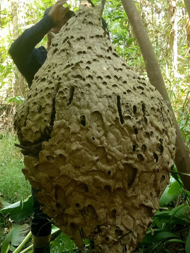 bee hunting, border, ha tinh, hive, terrible, hunter found a 16-story “huge” honeycomb weighing 21kg in the border forest