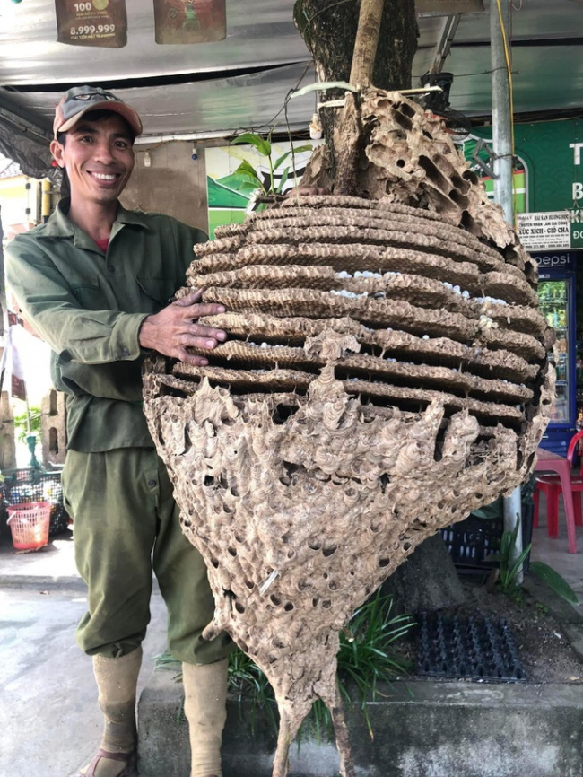 bee hunting, border, ha tinh, hive, terrible, hunter found a 16-story “huge” honeycomb weighing 21kg in the border forest