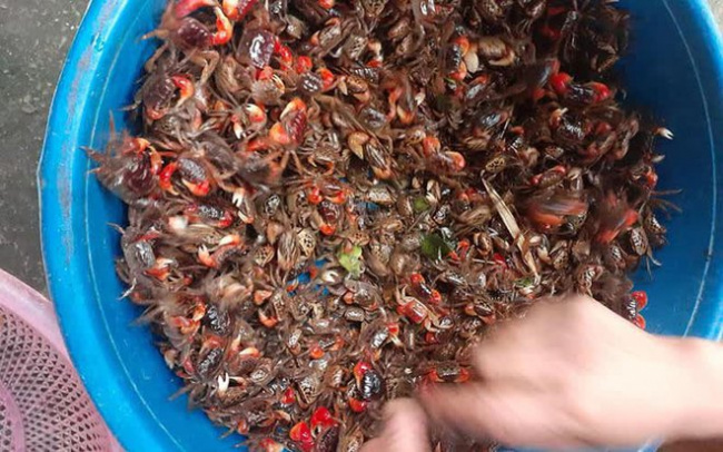 crab, fish, honey, quảng ninh, specialties, quang ninh’s specialty is 5$/ kg, has an eye-catching red leg