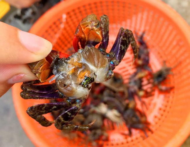 crab, fish, honey, quảng ninh, specialties, quang ninh’s specialty is 5$/ kg, has an eye-catching red leg