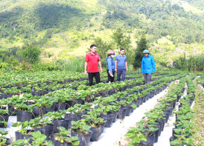 dong van, economic development, ha giang, ha giang farmers, upland farmers change their lives thanks to the integrated farming model