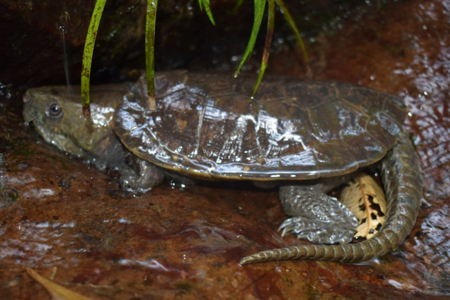 big-headed turtle, border mountain turtle, conservation area, nature reserve, rare turtle, thanh hoa, discover many rare turtle species at pu hu nature reserve