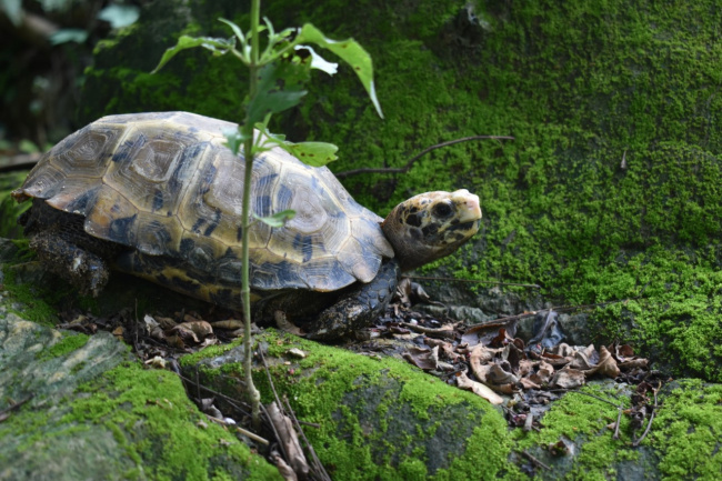 big-headed turtle, border mountain turtle, conservation area, nature reserve, rare turtle, thanh hoa, discover many rare turtle species at pu hu nature reserve