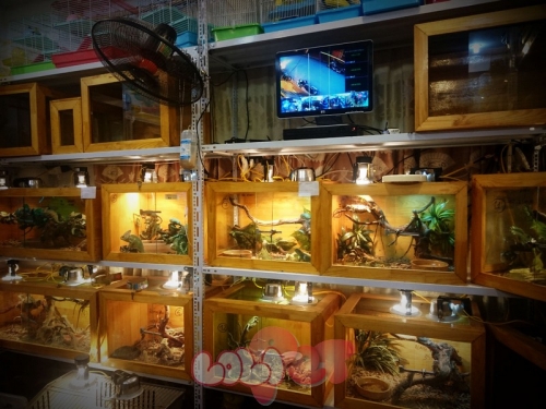 5 Cửa hàng bán bò sát uy tín nhất tại Hà Nội