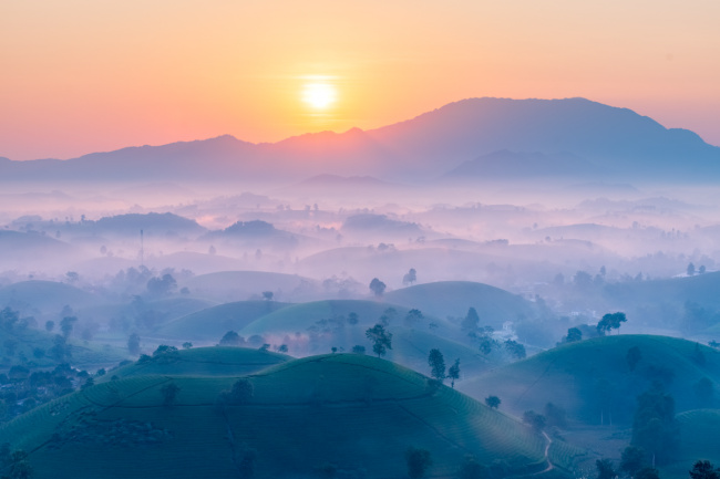 long coc, phu-tho, tea plantation, watch the sunrise at long coc tea hill