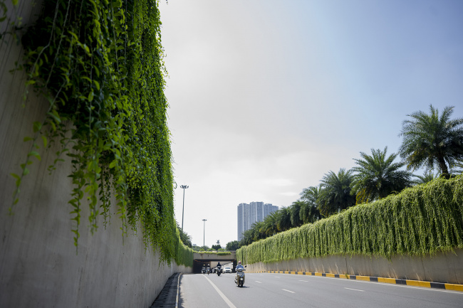 hanoi, the road covered with picturesque vines in the heart of hanoi