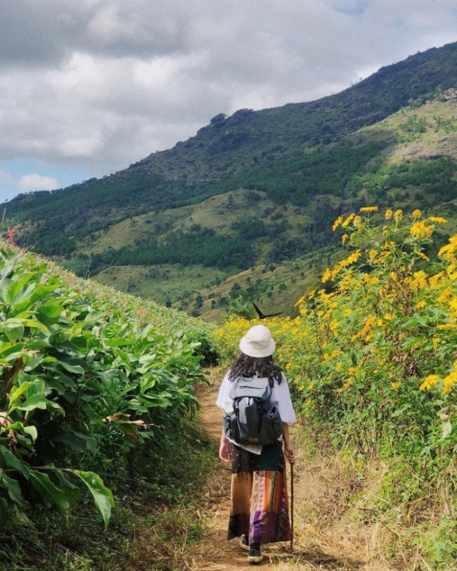 chu dang ya volcano, famous gia lai tourist destination, gia lai tourism, wild sunflowers, do you know this series of places to see wild sunflowers in gia lai?