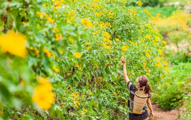 chu dang ya volcano, famous gia lai tourist destination, gia lai tourism, wild sunflowers, do you know this series of places to see wild sunflowers in gia lai?