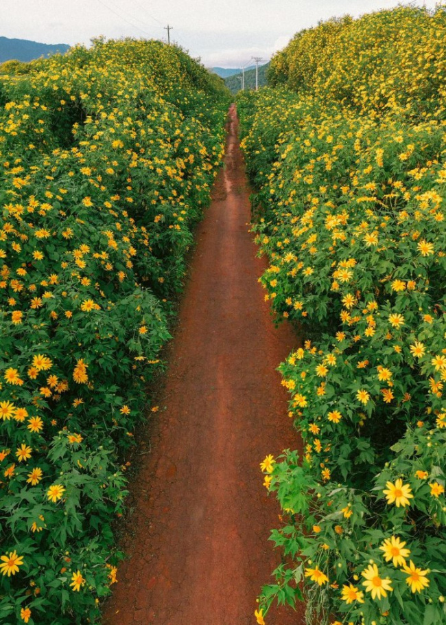 dalat tourist destination, wild sunflowers, check in da lat’s wild sunflowers with simple yellow color 
