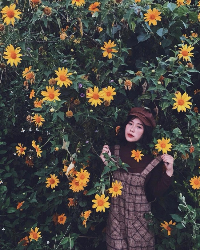 dalat tourist destination, wild sunflowers, check in da lat’s wild sunflowers with simple yellow color 