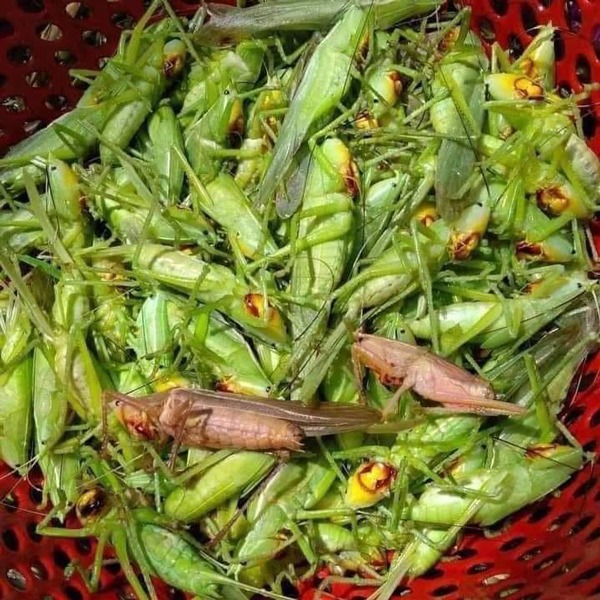 ba vi, hanoi, muom muom, tettigoniidae, field specialties only appear when the rice season is ripe, the price is nearly 13$ / kg and everyone likes to buy