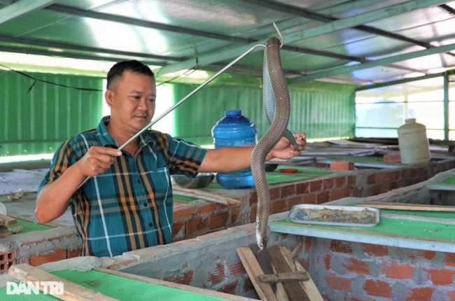 cobra, high income, snake farming, soc trang, the farmer risks raising children, many people are scared, and he earns huge profits