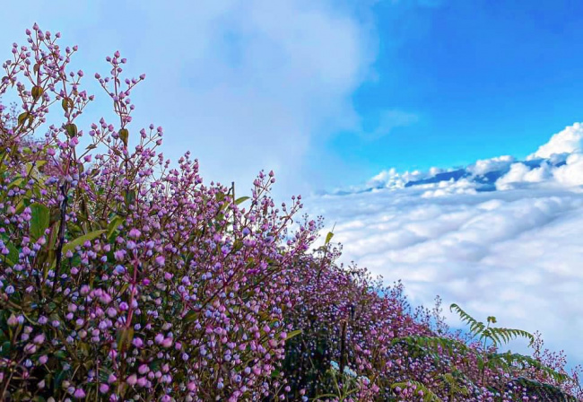 trekking thiên đường mây và hoa chi pâu lảo thẩn