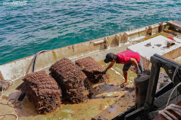 aesthetics, kien giang province, phu quoc island, ravishingly beautiful, watch with your own eyes phu quoc fishermen exploit billions of dollars worth of pearls under the sea