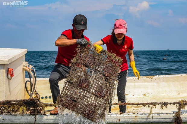 aesthetics, kien giang province, phu quoc island, ravishingly beautiful, watch with your own eyes phu quoc fishermen exploit billions of dollars worth of pearls under the sea