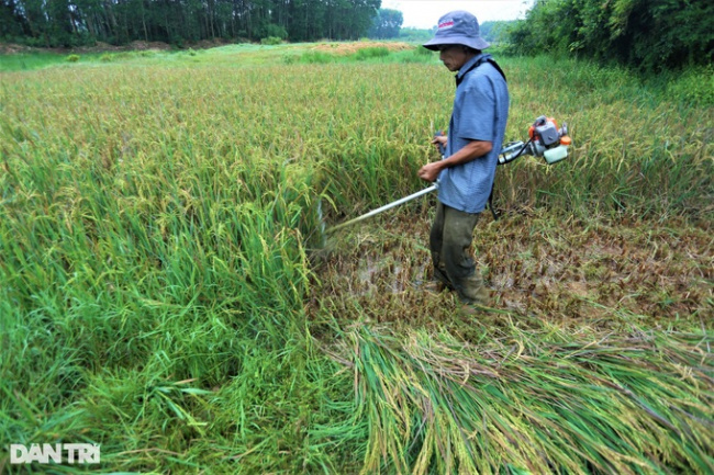 harvest, incense, reaper, swampy, a unique way of harvesting rice where the harvester “loses”
