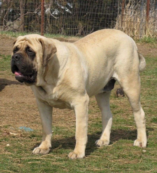 top 10 giống chó to lớn nhất thế giới có thể bạn muốn biết