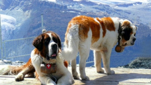 top 10 giống chó to lớn nhất thế giới có thể bạn muốn biết