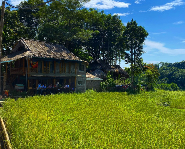 pu luong tourism, thanh hoa tourism, ripe rice season in pu luong