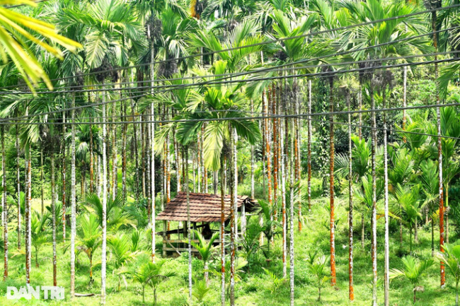 betel nut garden flowers, export dried areca, planting areca trees, price of fresh areca, planting areca on the hill, the garden is beautiful like a movie set, and farmers count money evenly