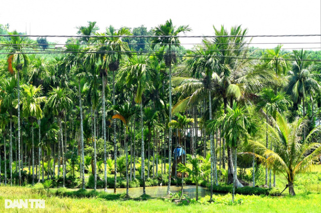 betel nut garden flowers, export dried areca, planting areca trees, price of fresh areca, planting areca on the hill, the garden is beautiful like a movie set, and farmers count money evenly