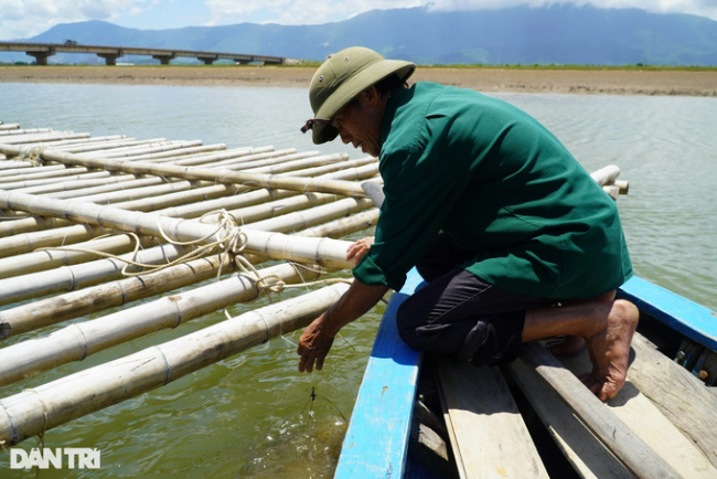 oyster farming model, farming seafood “miracle medicine” on… ropes, collecting tens of millions of dong per crop